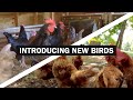 How to Introduce New Chickens to Your Flock | ESSENTIAL Tips for Less Drama