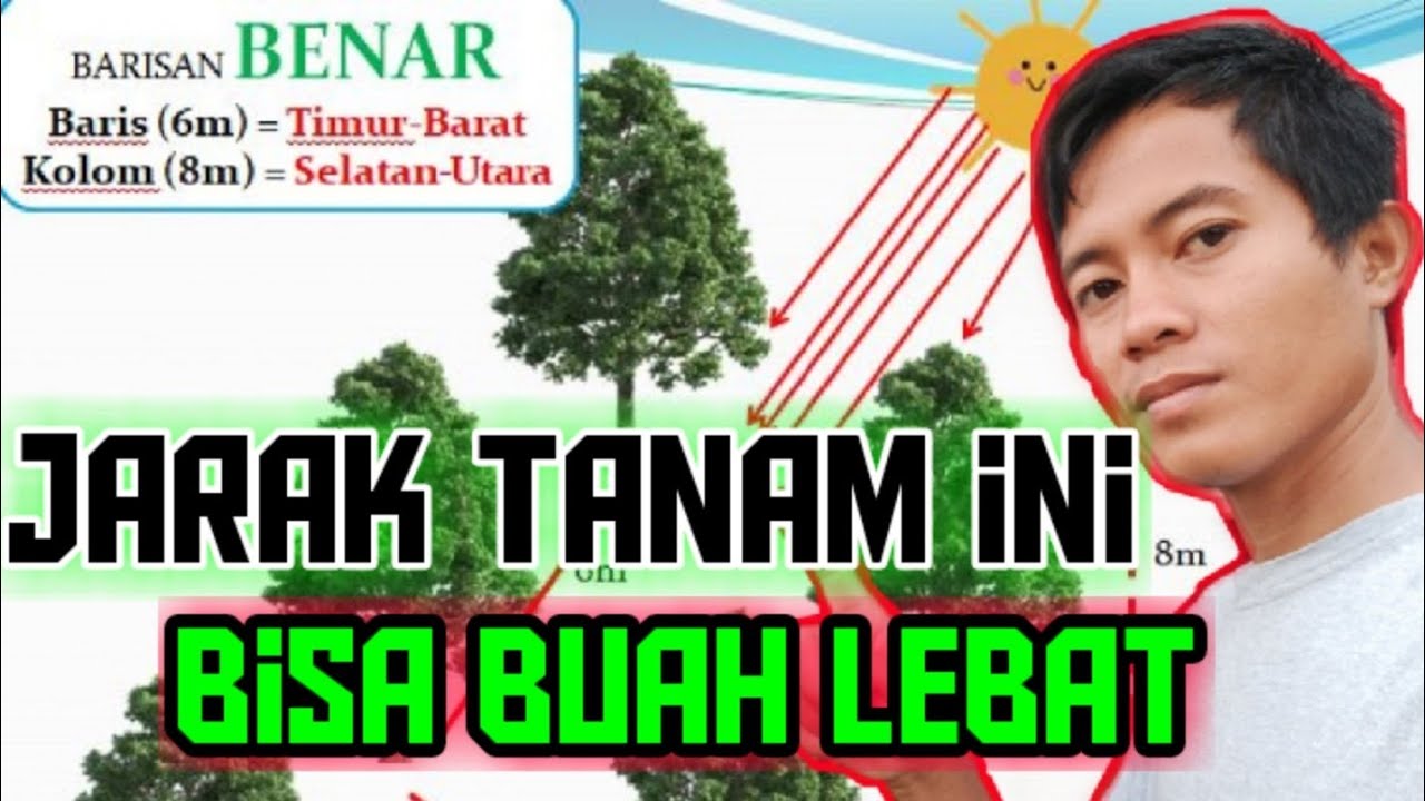 Cara Menentukan Jarak Tanam Yang Benar Agar Alpukat Berbuah Lebat dan Maksimal