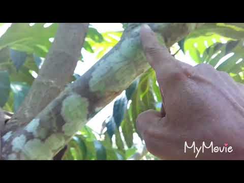 Video: Cara Memangkas Pohon Sukun - Tips Memotong Pohon Sukun