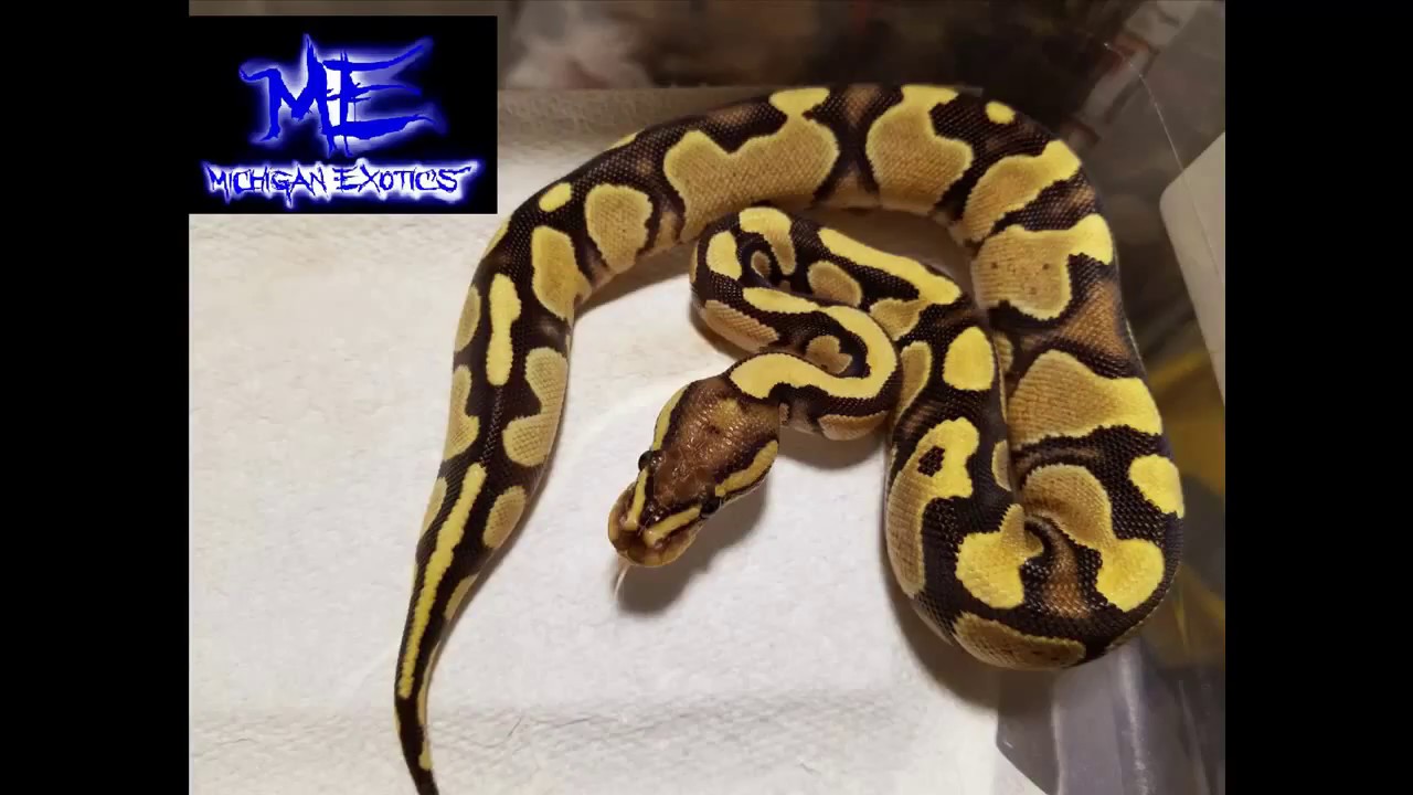 spider monkey New Morph Ball Python 