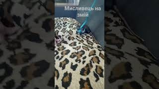 Мисливець на змій