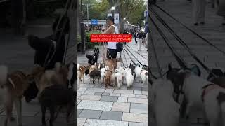 The Doggies Were So Cute Im Glad To Know That Theres A Job Walking Pets At Pet Hotels