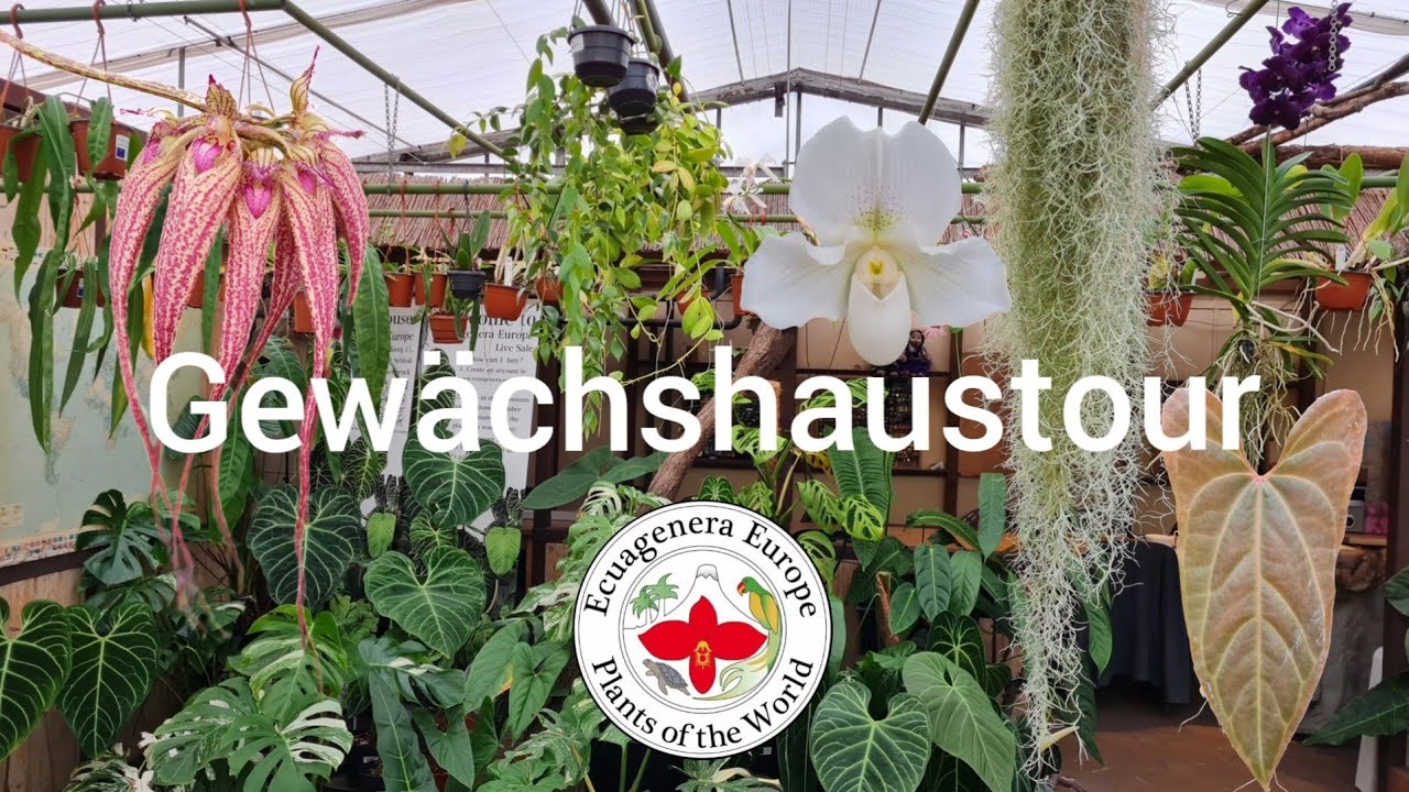 Gewächshaustour 💚 | Ecuagenera Europe 🌱