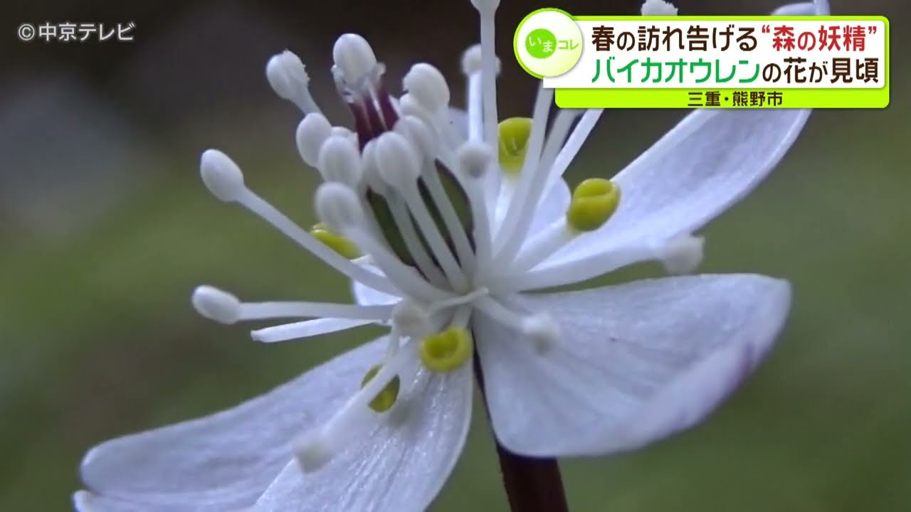 バイカオウレン　ご確認用 森の妖精】春の訪れ告げる「バイカオウレン」の花が見頃 三重・熊野市