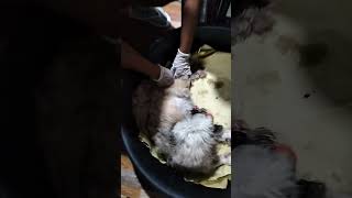Thank you Lord for the safe delivery of her Babies  labor dog furbaby shortvideo