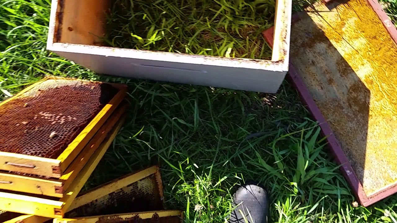 Why NOT to kill bees in a house wall. YouTube