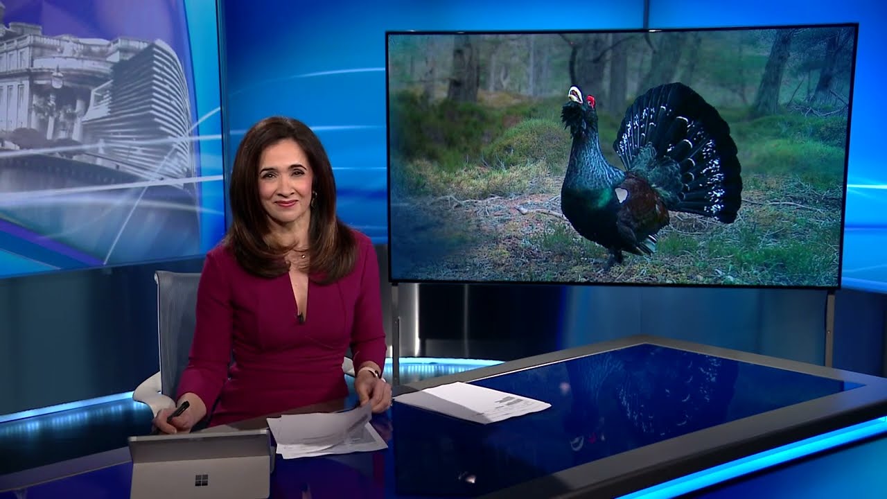 STV NEWS | Capercaillie mating 'lek' at Balmoral Castle