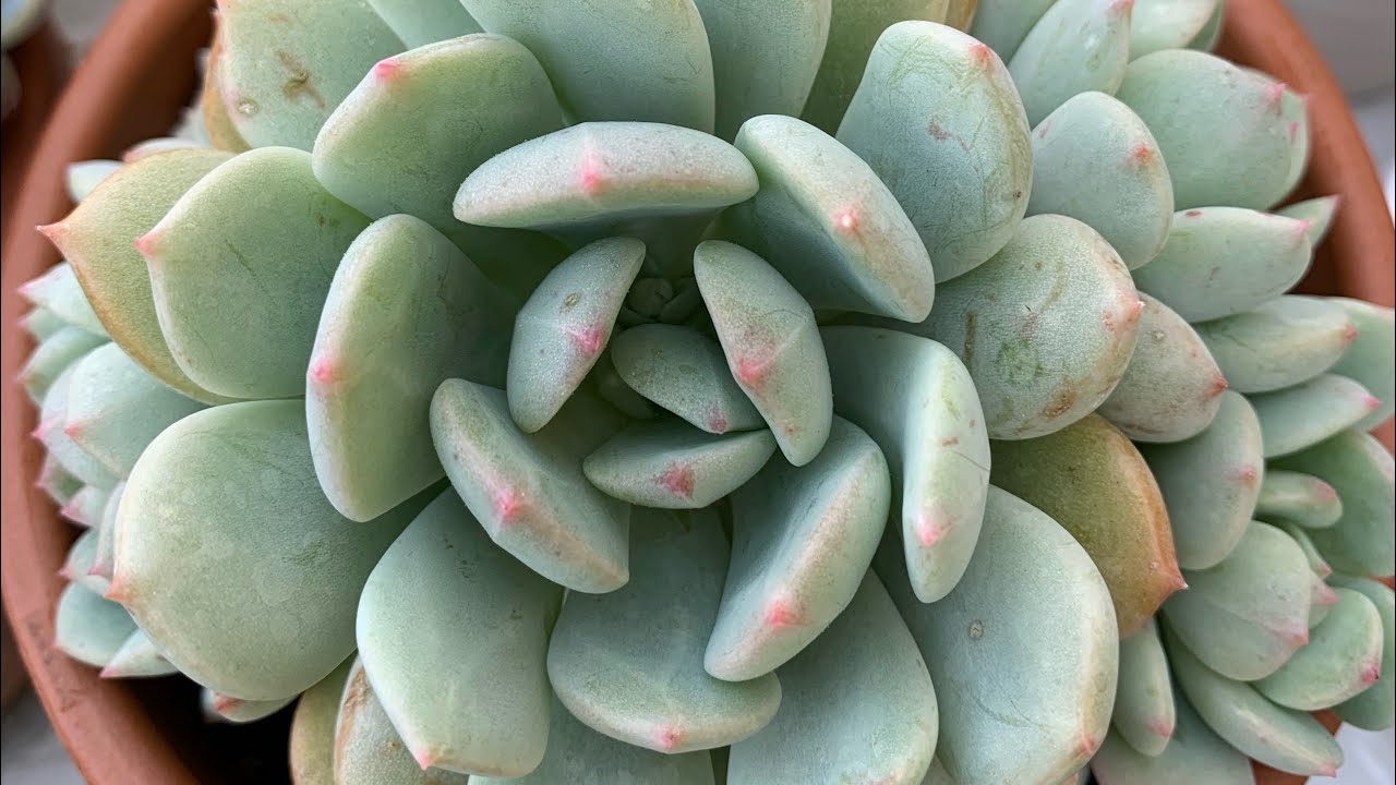 Potting succulents for indoor 