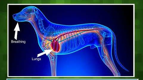 Incredible Science Class 4-Chapter 9-Page Number 86