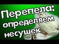 Как определить хорошую несушку у перепелов.