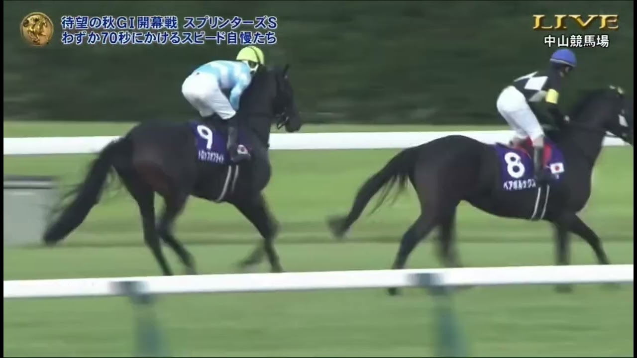 2025スプリンターズステークスG1 本馬場入場