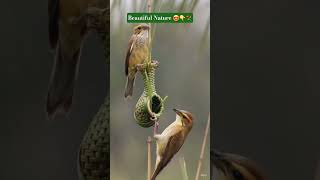 @BEAUTIFUL NATURE 🤗☘️#NATURE #youtubeshorts #yt#SHORTS#VIRAL#Trending #flowers
