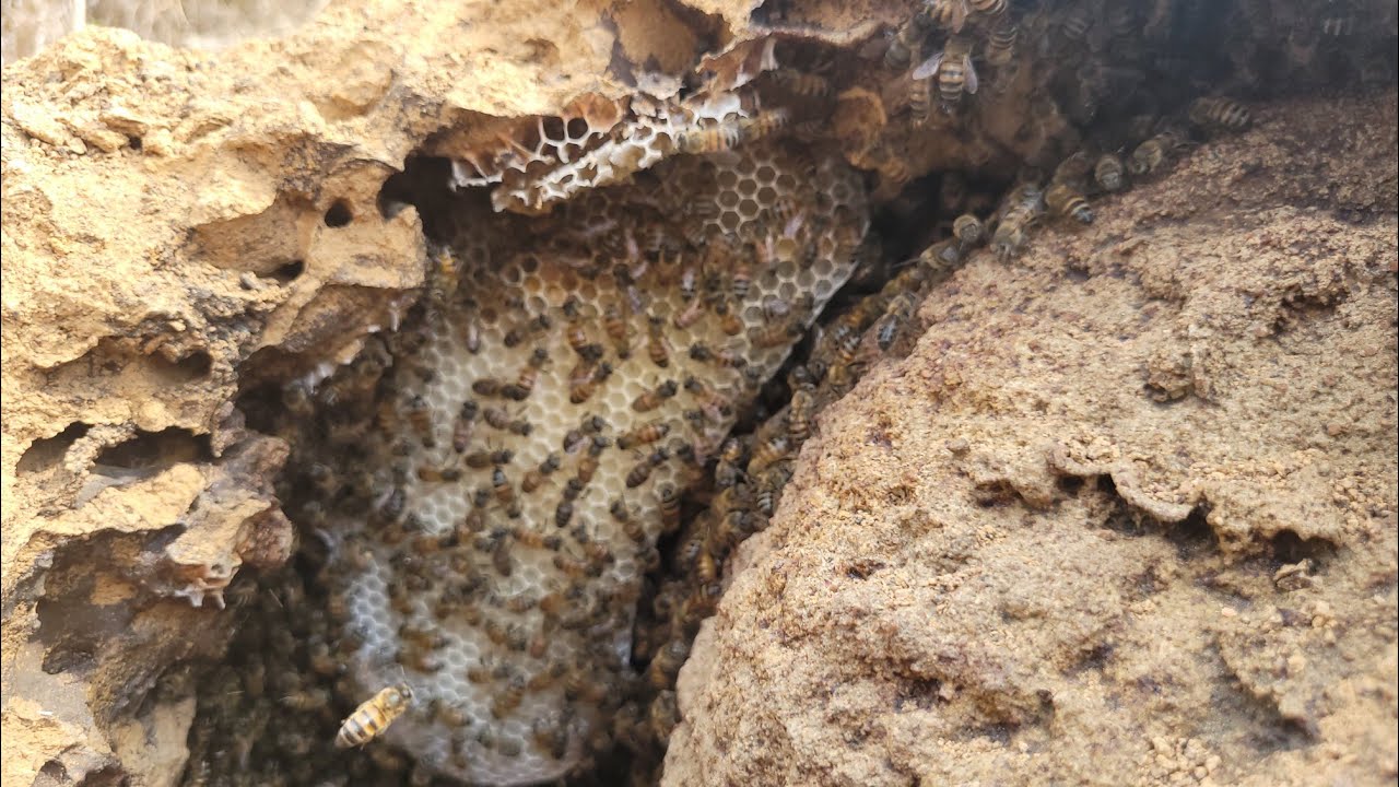 Captura de abelhas APIS / Resgate  no CUPINZEIRO 🍯🐝🙏