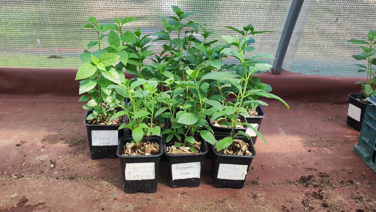 Будни домашнего питомника.Июнь 2025г.Укоренение туи, гортензии, теплица череночник.