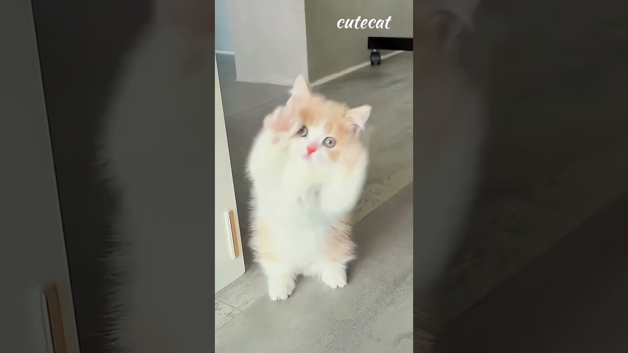 😹 Naughty Cat’s Funniest Mischief Moments | Cute & Crazy Kitty 🐾✨ 