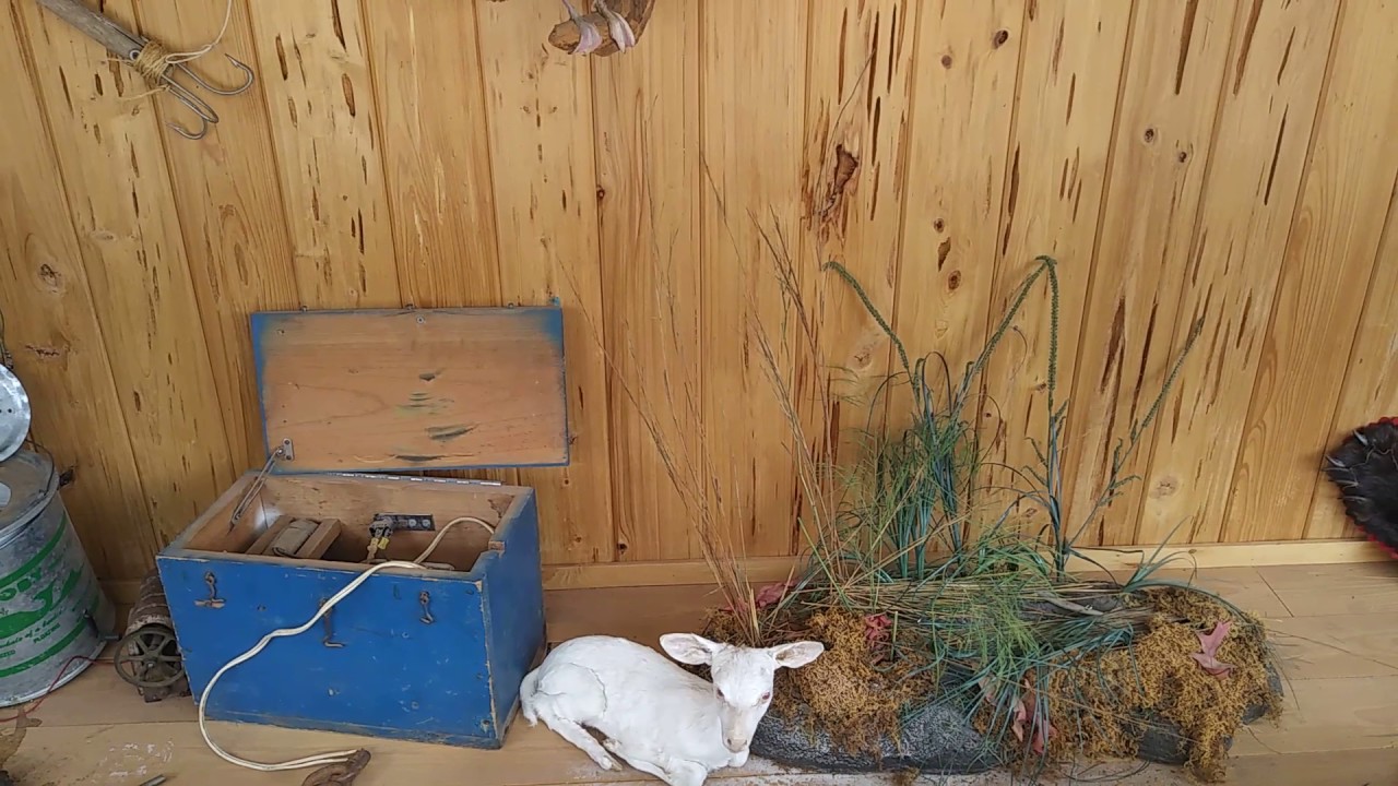 Confiscated Game & Hunting Gear Pt. 2 - Bears, Birds, Lamb & Poles