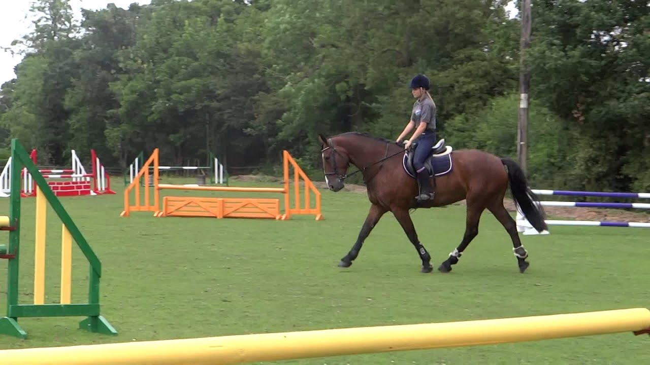 Cleveland Bay X (For Sale) YouTube