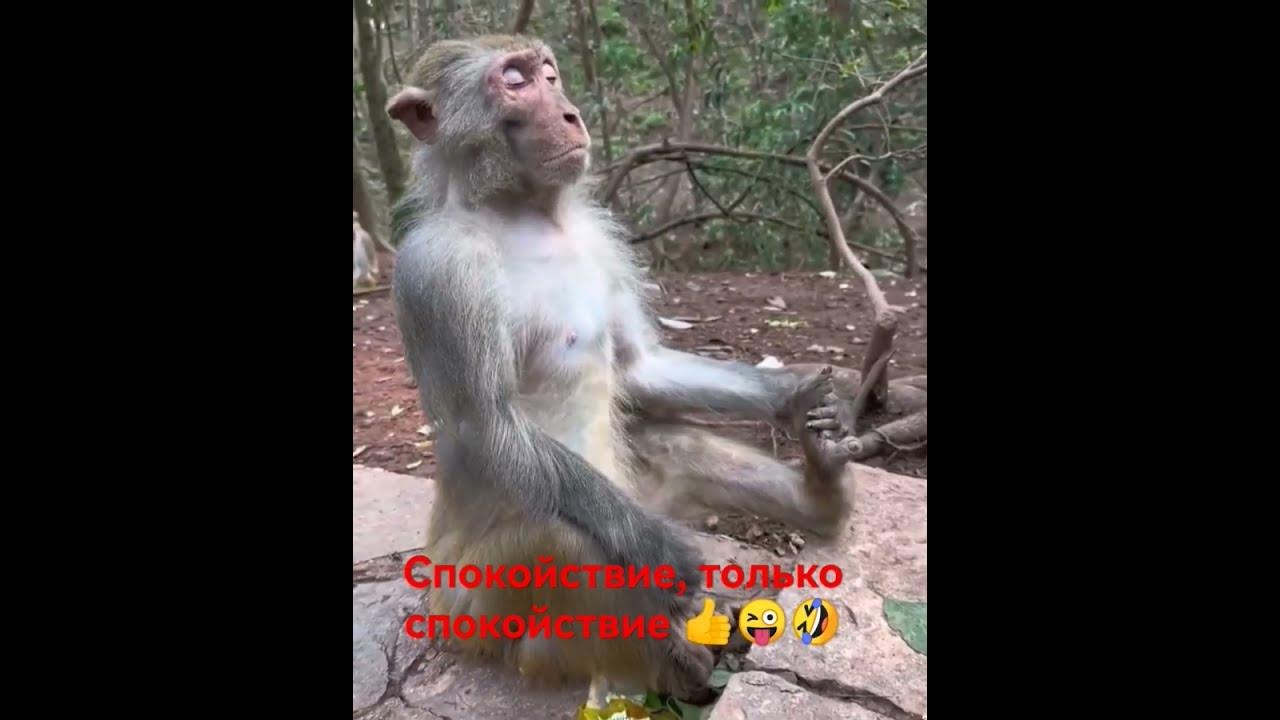 Когда начальник орёт 🤣🤣🤣#приколы #лайк#смешноевидео #животные #обезьяна ...
