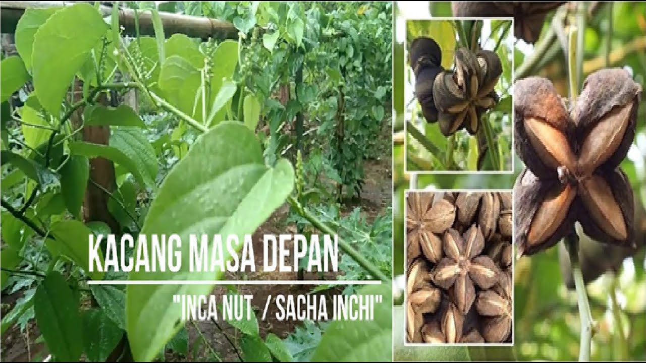 LANGKA: KACANG MASA DEPAN "INCA NUT / SACHA INCHI" 