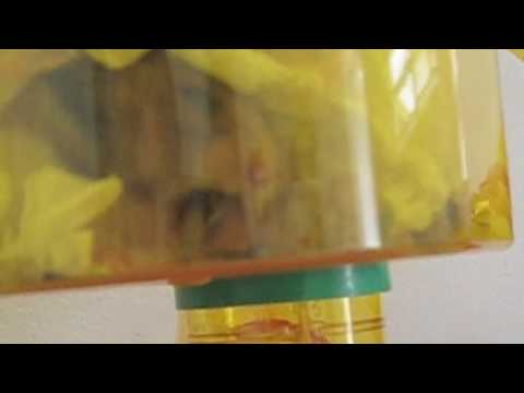Cheek Stuffing Hamster