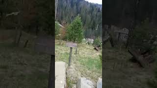 Отдых Зимой Места в Украине Карпаты Славське Буковель , полный выпуск в профиле .