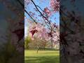 Cherry Blossoms