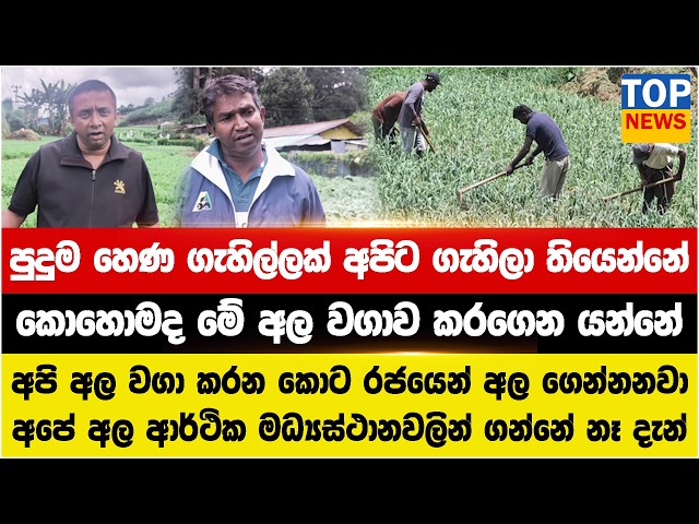 පුදුම හෙණ ගැහිල්ලක් අපිට ගැහිලා තියෙන්නේ - කොහොමද මේ අල වගාව කරගෙන යන්නේ