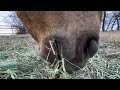 Messing With Horses During Feeding Time - Close Up Of Horses Eating & Using Their Lips