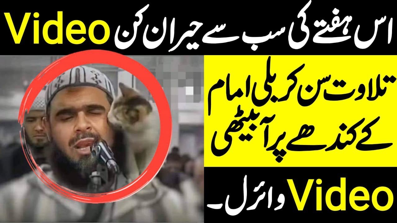 Cat jumps on imam during Ramadan prayer... video hit 65 million YouTube