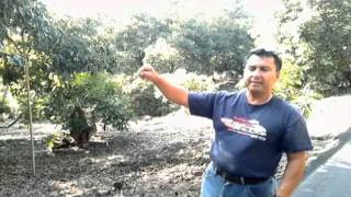 Stumping and Growth