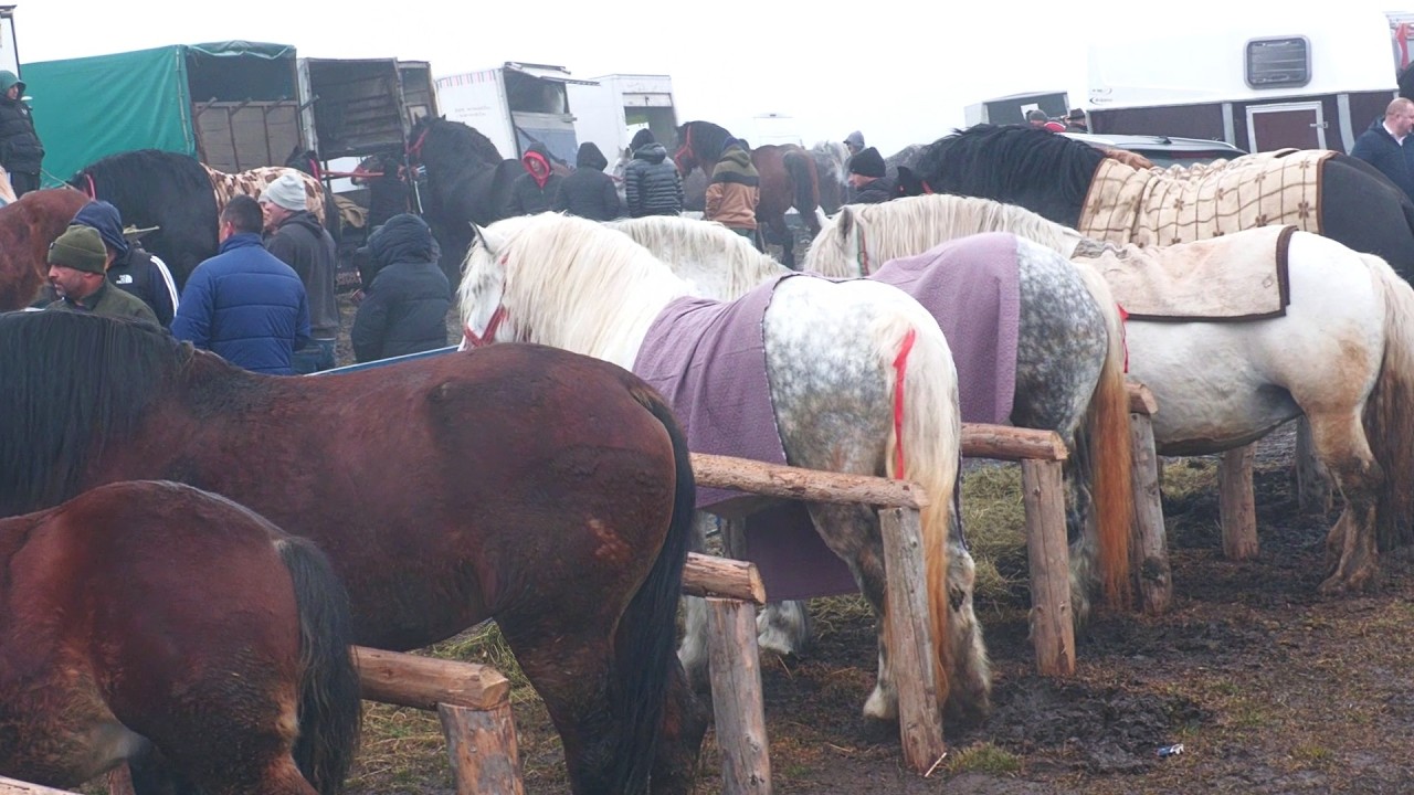 Târg expozițional de cai Trei Movile - Bucovina