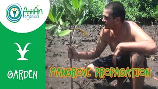Celebrity Mangrove Propagation | A visit To The mangroves Of Tilapa Guatemala Wealth