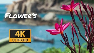 Flower’s In 4K 60 fps HDR (Ultra HD)