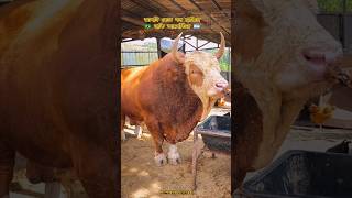 very beautiful cow 🔥🇧🇷🇦🇷🐂#cow #animals #shorts #viralvideos #foryou #2026