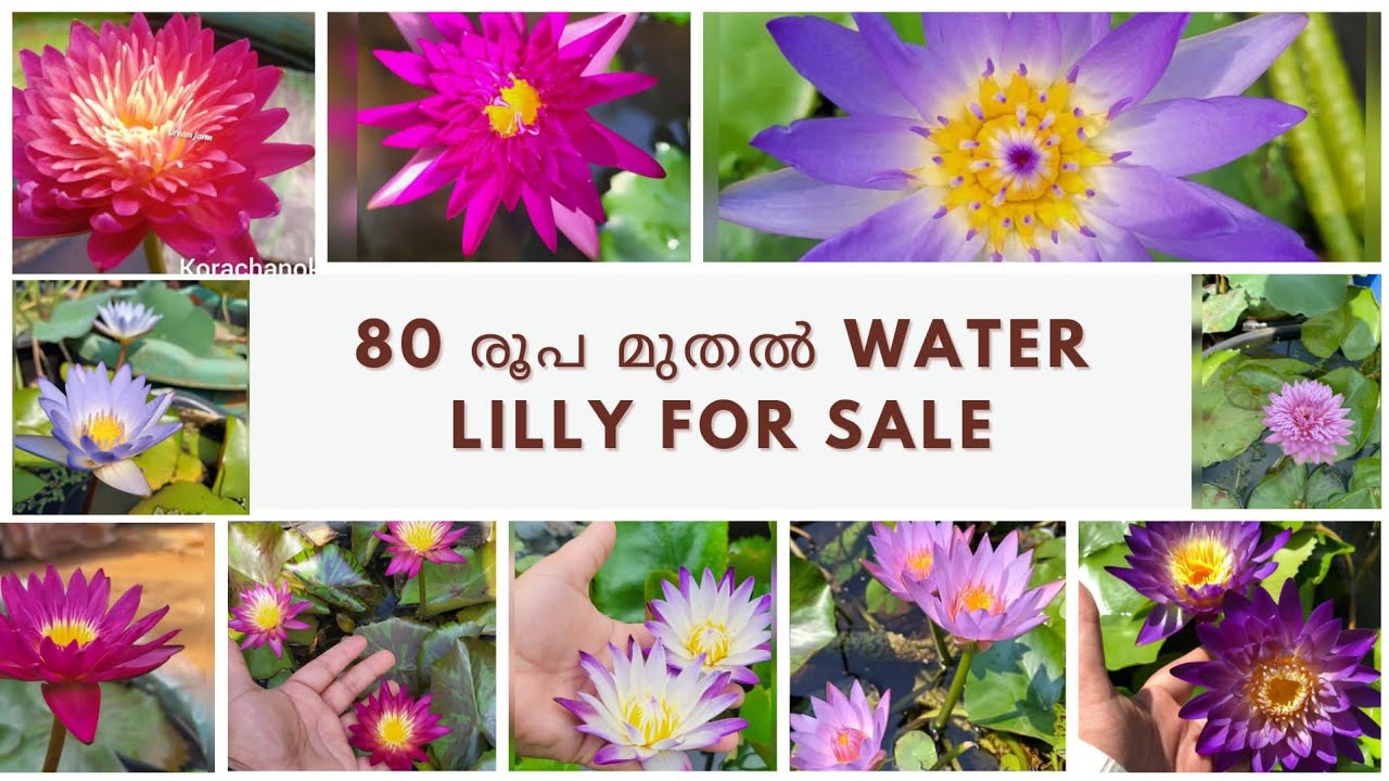 80 രൂപ മുതൽ water lilly വില്പനക്ക് 🪷contact :8111931373#salepost #gardeningflowers #video #nature