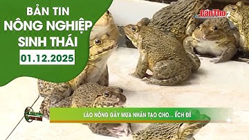 Lão nông gây mưa nhân tạo cho ... ếch đẻ | NNST 01.12.2025