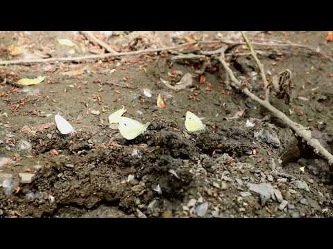 პეპლები