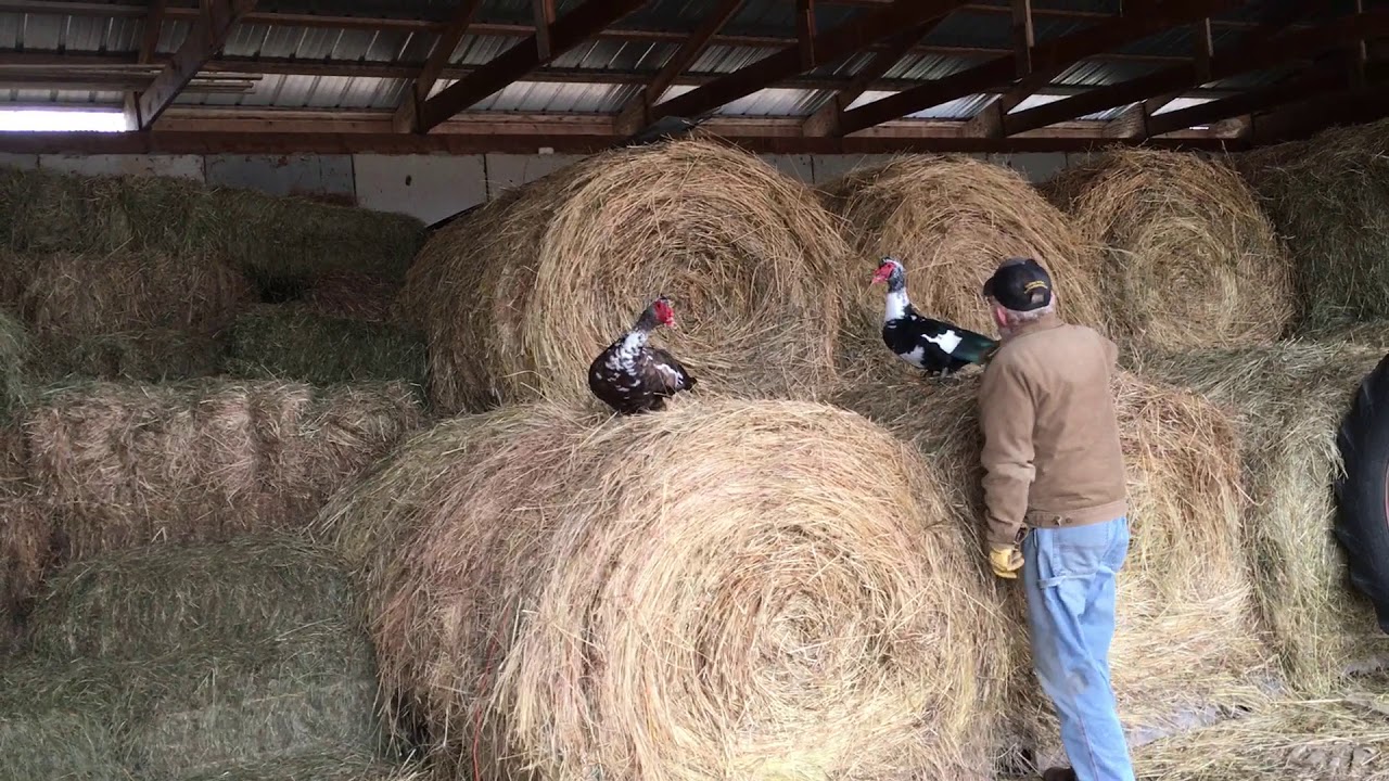 Ducks Eat Hay YouTube