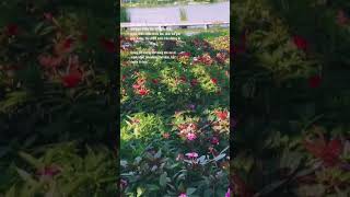 Bình an đến từ những điều giản dị #ecopark #ecoparknghean