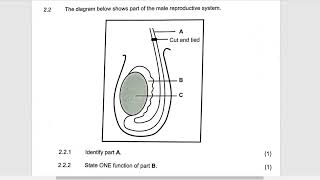 LIFE SCIENCES GRADE 12  HUMAN REPRODUCTION  QUESTIONS   get answered   BY M SAIDI