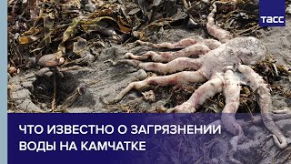 Что известно о загрязнении воды на Камчатке Что известно о загрязнении воды на Камчатке
