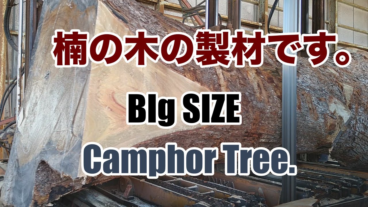 くすの木 木材 いりませんか？？ 楠の木の製材です。Japan Camphor Tree.BIG SIZE - YouTube