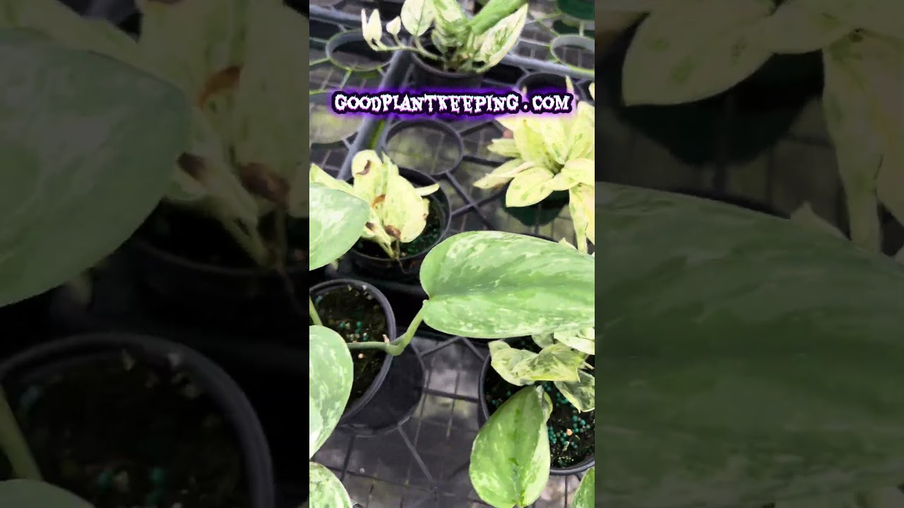 Rare Scindapsus on GoodPlantKeeping.com!! I’ll be LIVE tomorrow for order packing! 