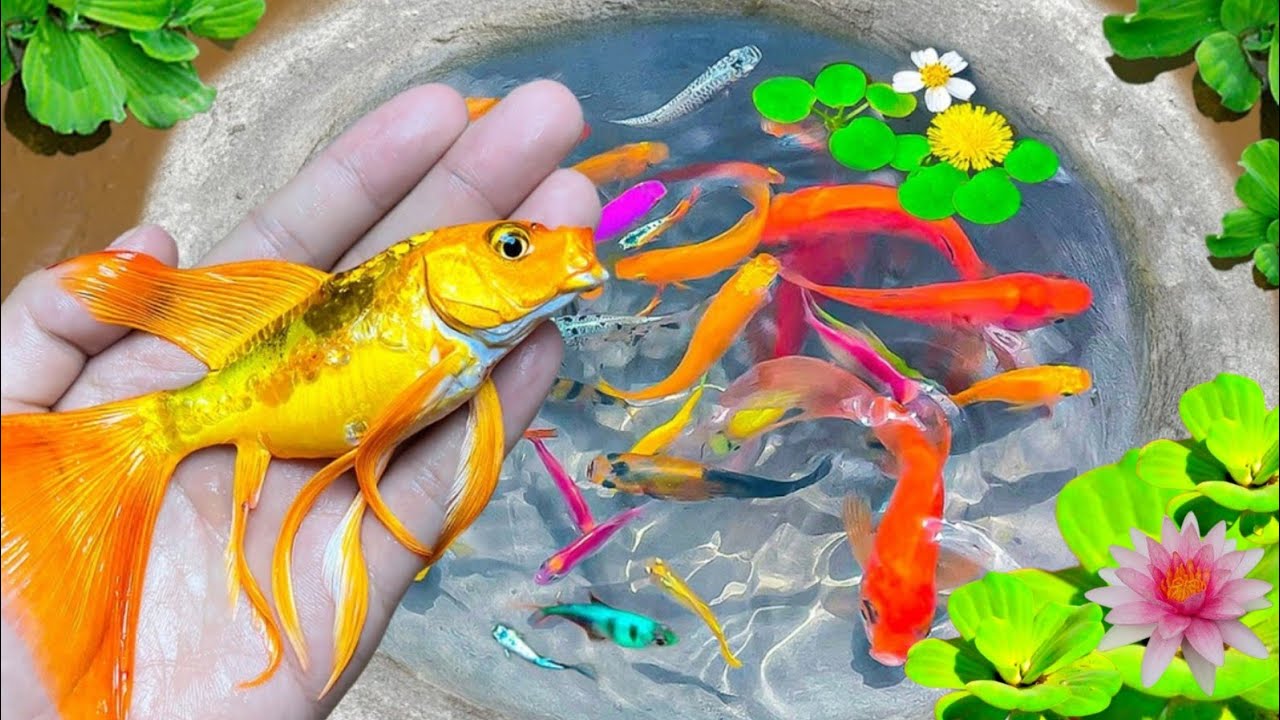 Best of Catch Colorful Surfrise Eggs, Comet, Catfish, Strange Fish ...