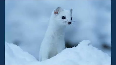 Quali sono gli animali invernali?