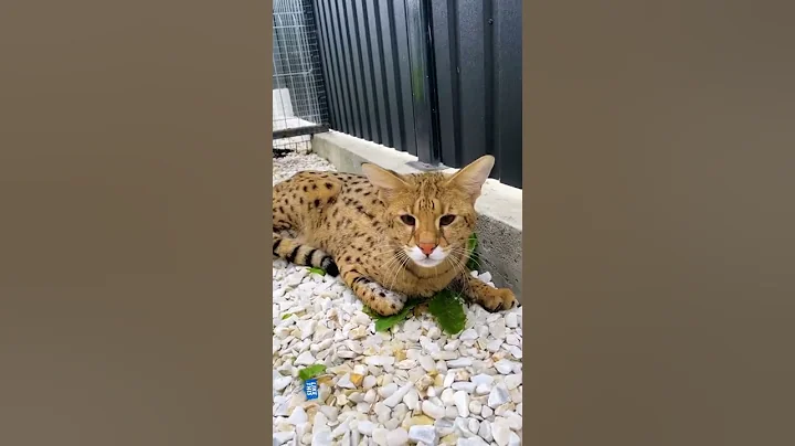 Watch the video about Mom pets Olaf's savannah! 😺