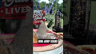 Bird Scares Squirrel at the Feeder! 😂 Jump Scare