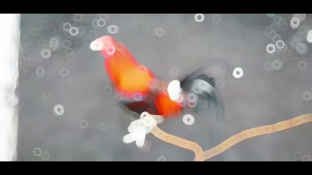 Boston Roundhead From RLB GY 