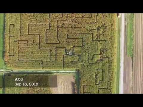 Corn maze in Bunnik, the Netherlands