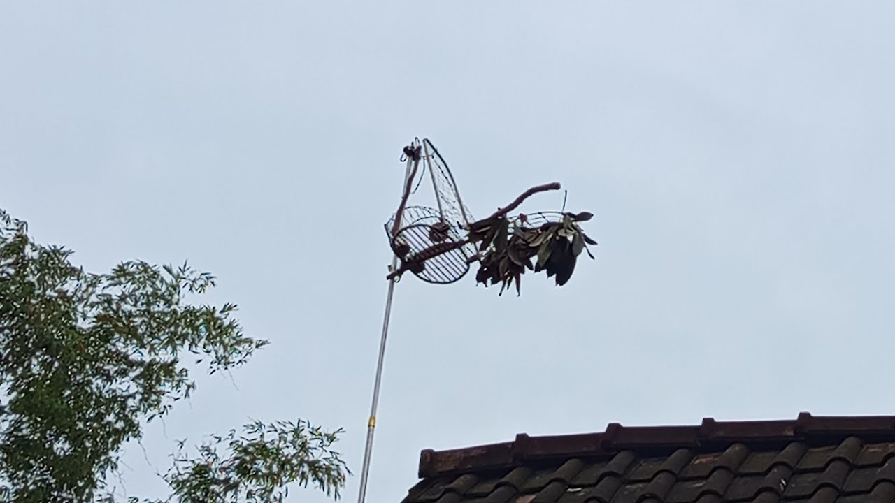 Live mikat perkutut target suwara besar